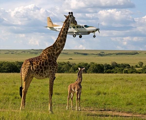 giraffe frisst flugzeug