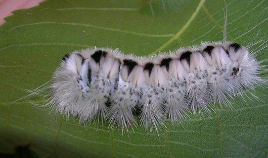 Hickory-tussock-caterpillar