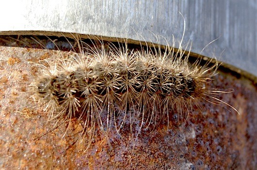 White-cedar-moth-caterpillar