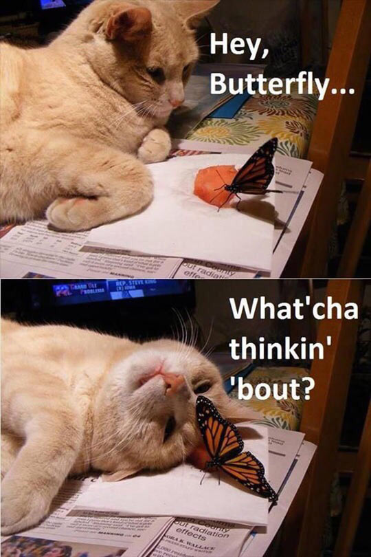 An was denkst du gerade, Schmetterling?